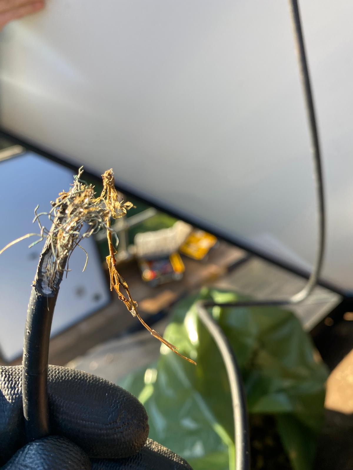 Chewed DC cabling